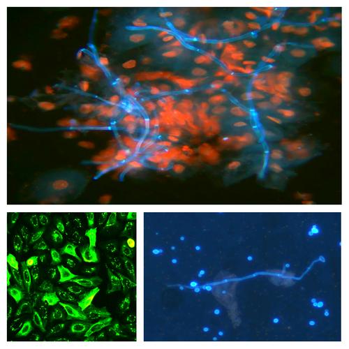 拍照哪个品牌手机效果最好看图2