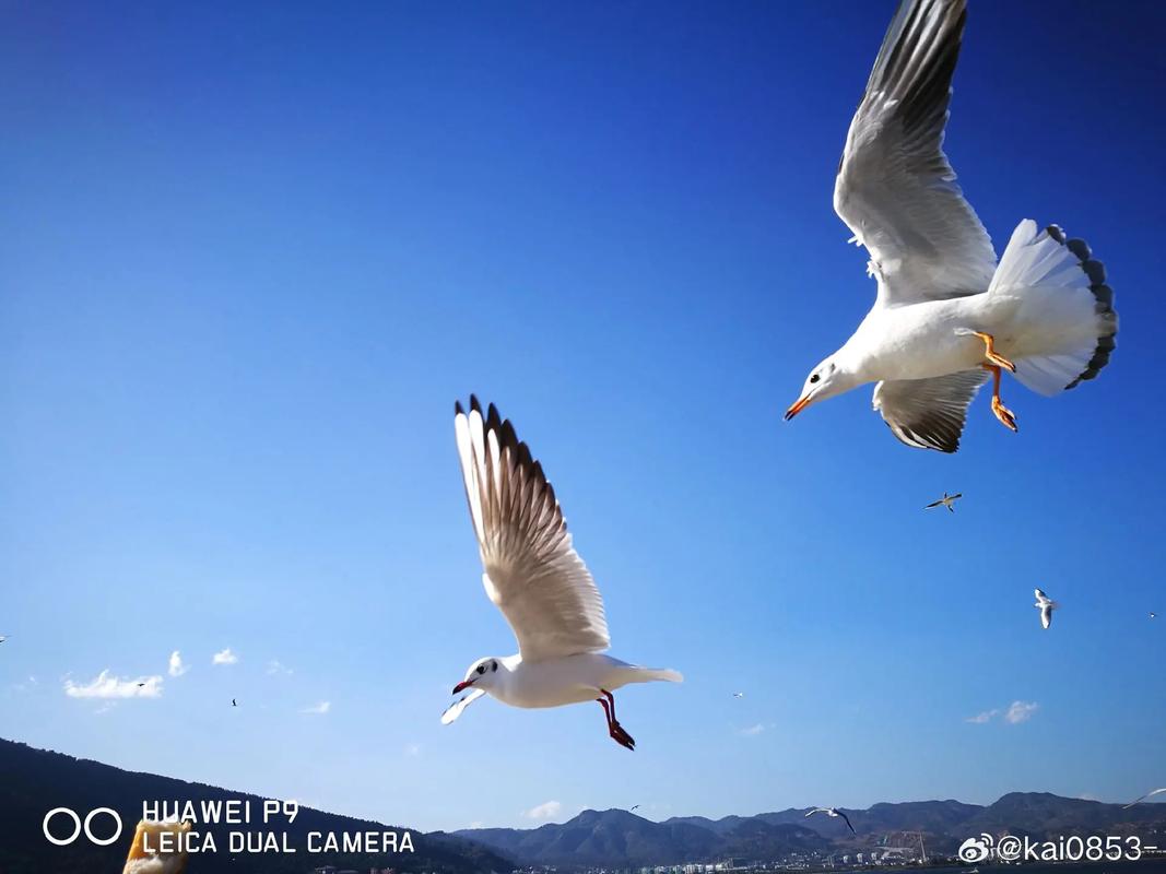 华为公认拍照最好的三款