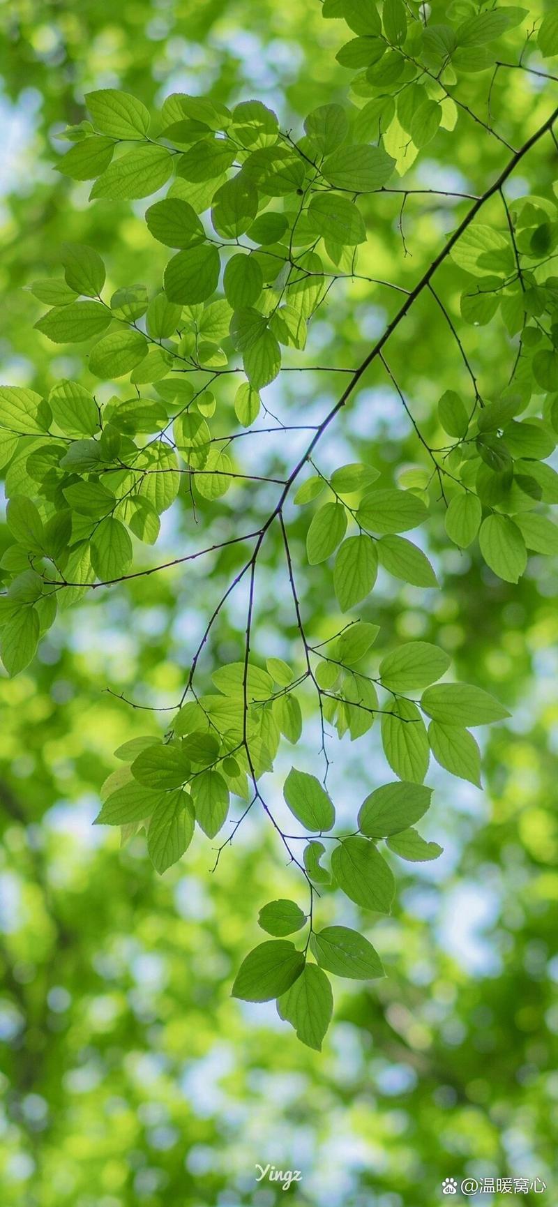 拍照背景图片纯色全屏高清壁纸图2