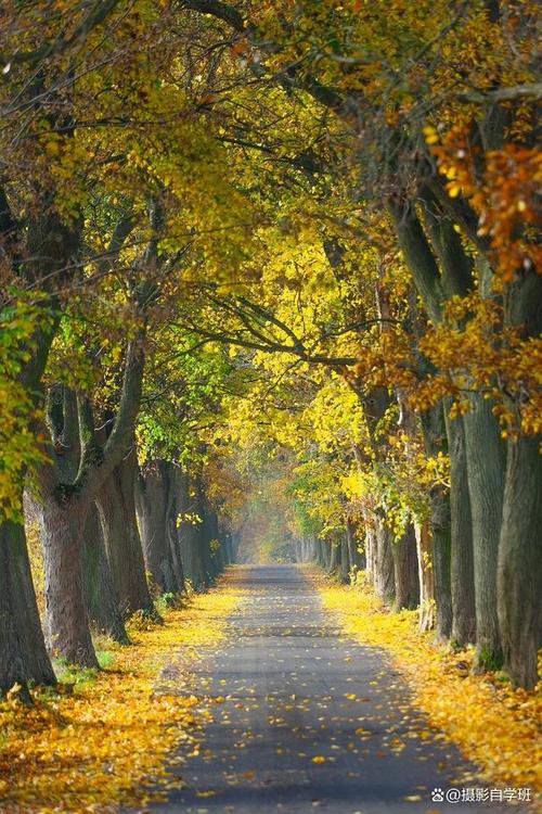 拍摄效果最好手机排名?