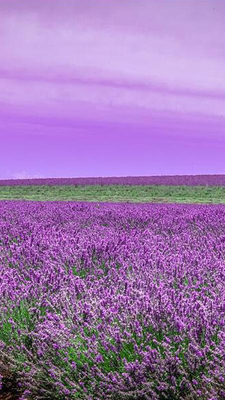 江苏镇江薰衣草紫色花海如梦似幻,如何在这样的场景拍出好看的照片?