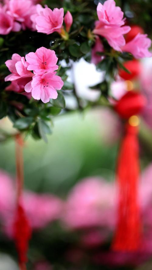 手机拍摄花卉技巧