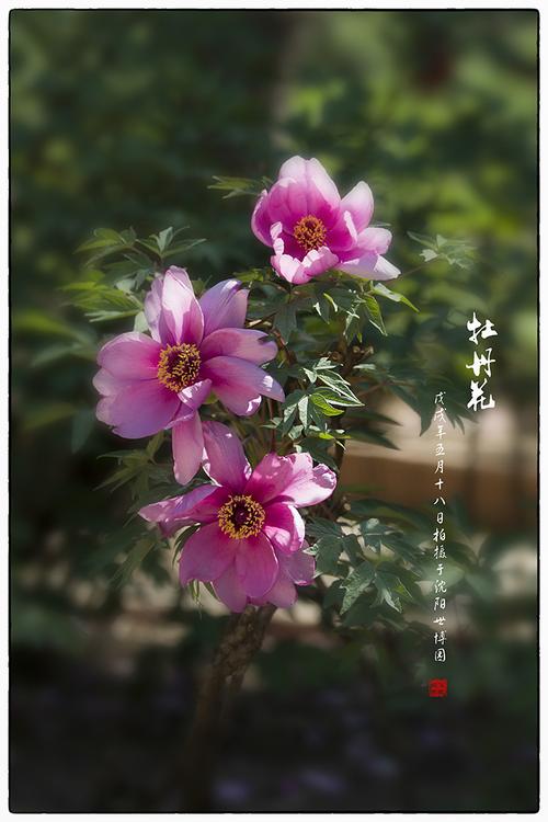 相机拍摄鲜花技巧