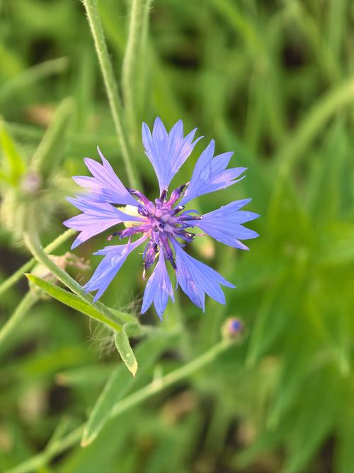 如何用手机拍出漂亮的野花照片呢
