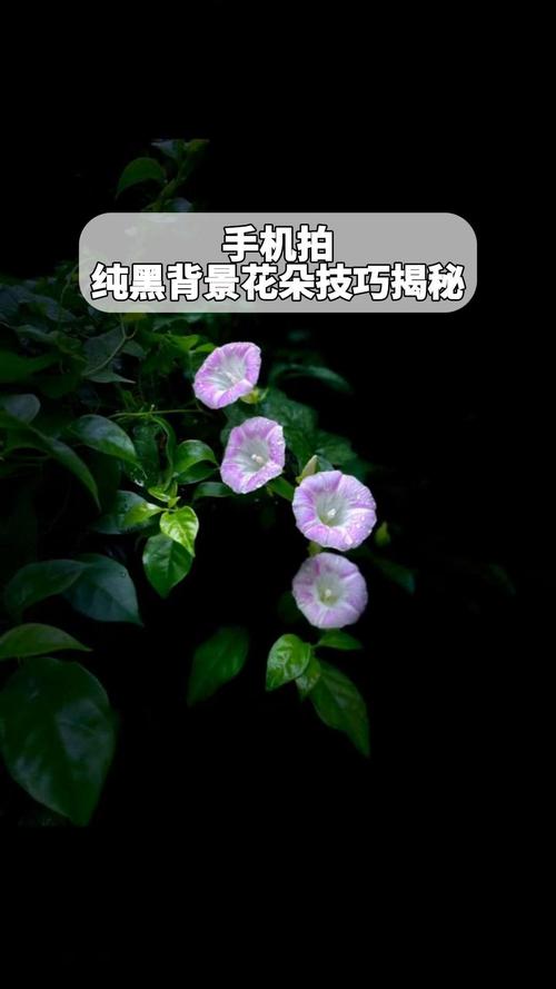 如何用手机拍出黑背景的花卉