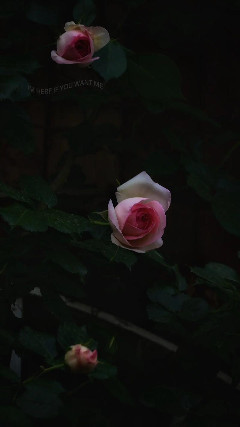 华为手机拍花黑背景技巧