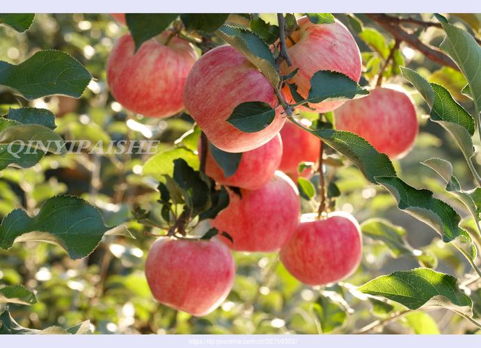 iphone拍照最好看的手机是哪一款图1