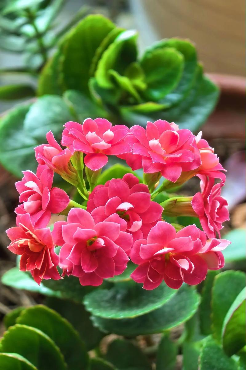 华为手机哪一款拍照效果最好图2