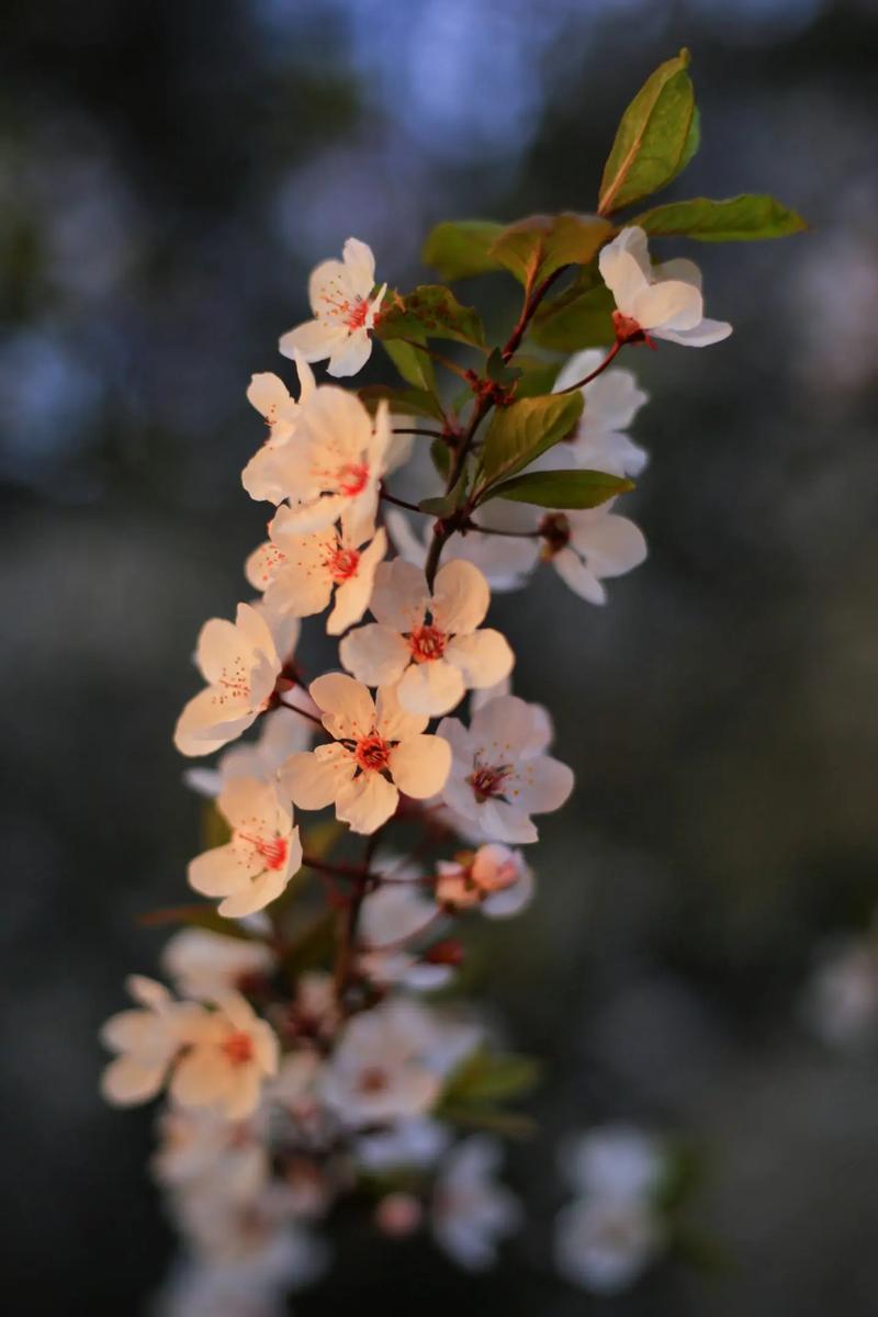 怎么把花拍的好看