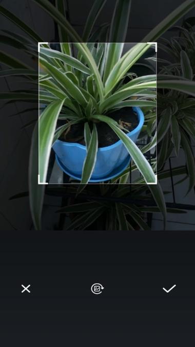 怎样使用手机扫一扫识别植物