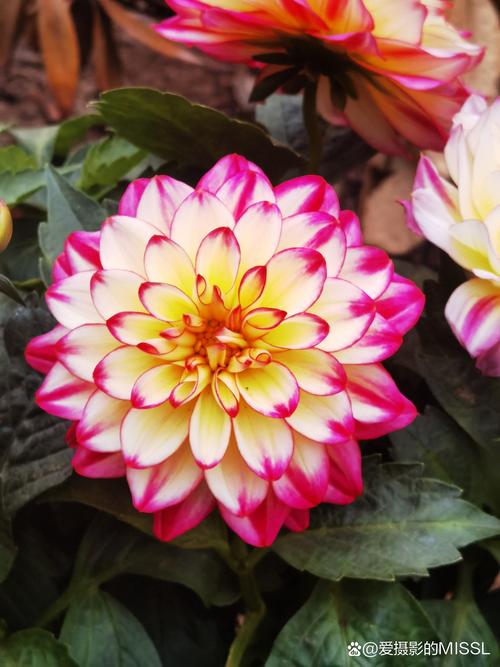 手机摄影拍照技巧野花