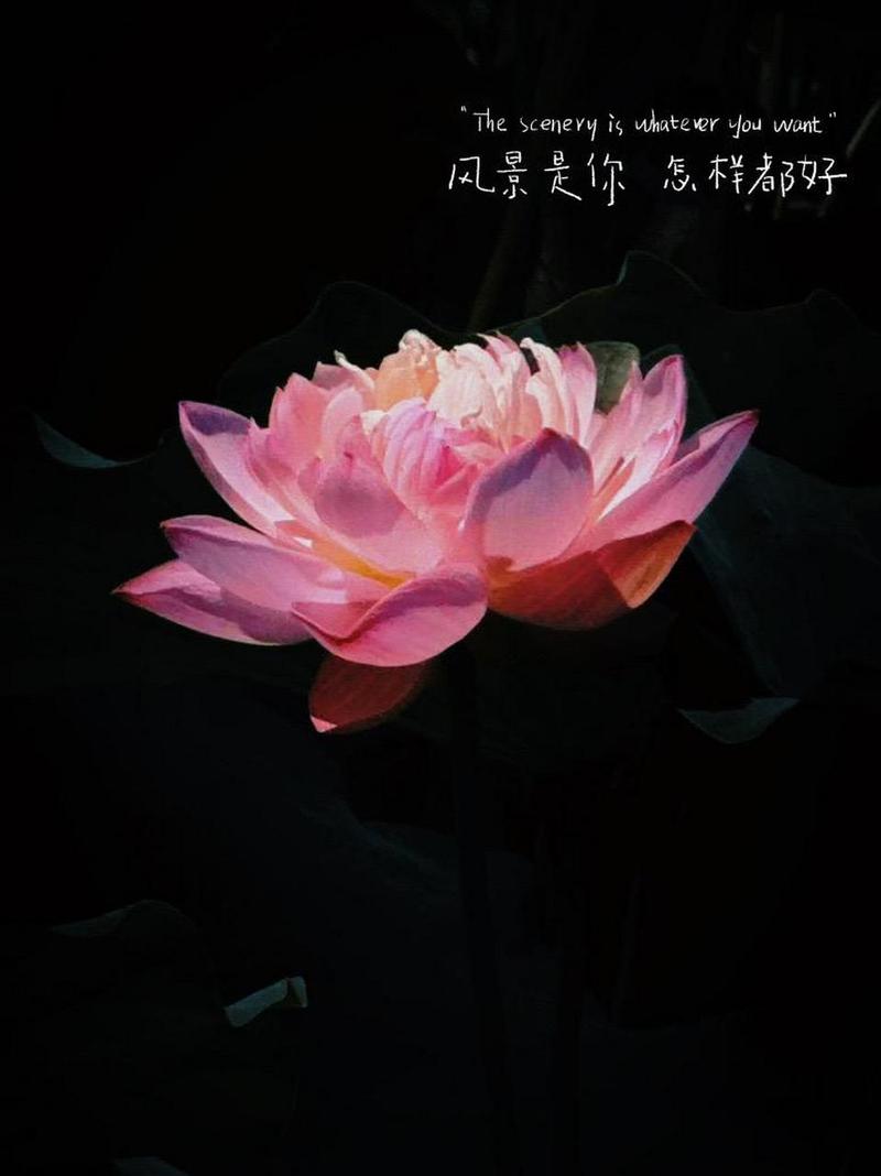 摄影师潘庆华简介