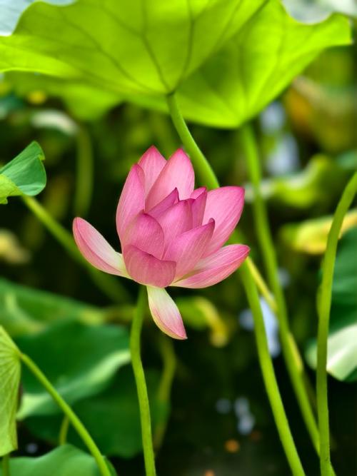 什么手机拍照效果好一点