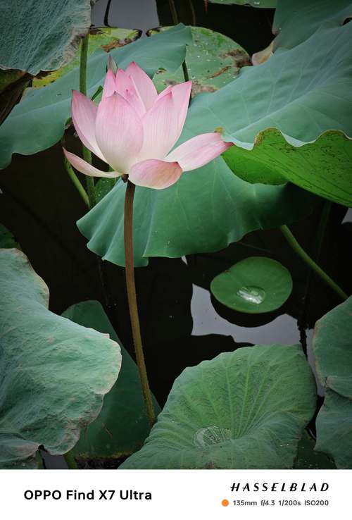 什么手机拍照效果好看又高清便宜