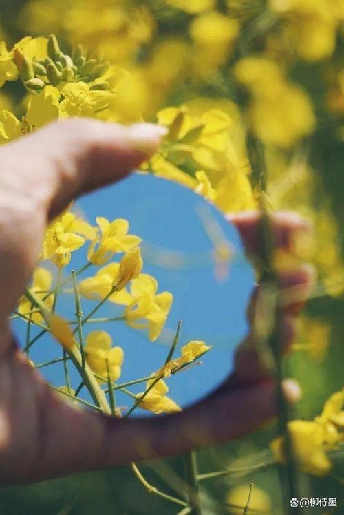 哪些手机拍照好