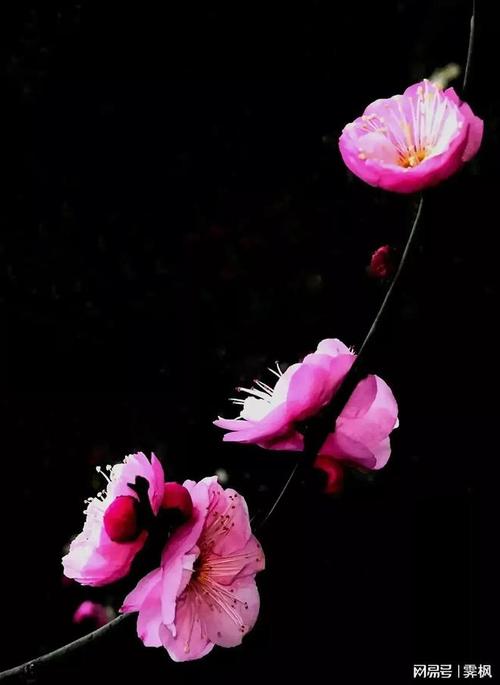 华为手机拍花黑背景技巧