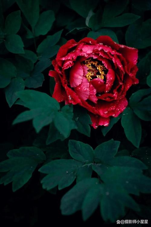 手机摄影入门教程从零开始学摄影课件