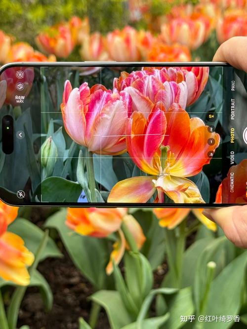 拍照最好的苹果手机是哪一款?