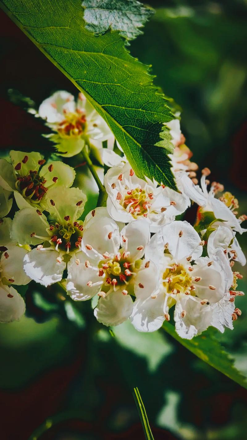 如何用oppo手机拍出好看的照片