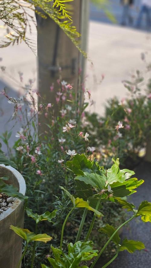 为什么手机对着太阳拍照有个亮点