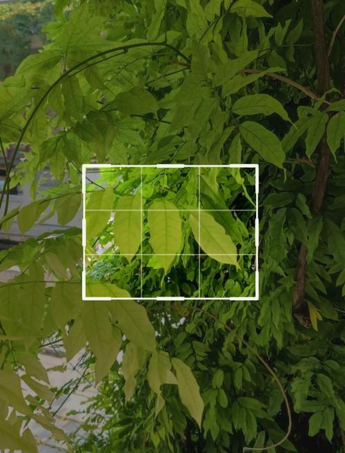 超实用的手机摄影技巧有哪些