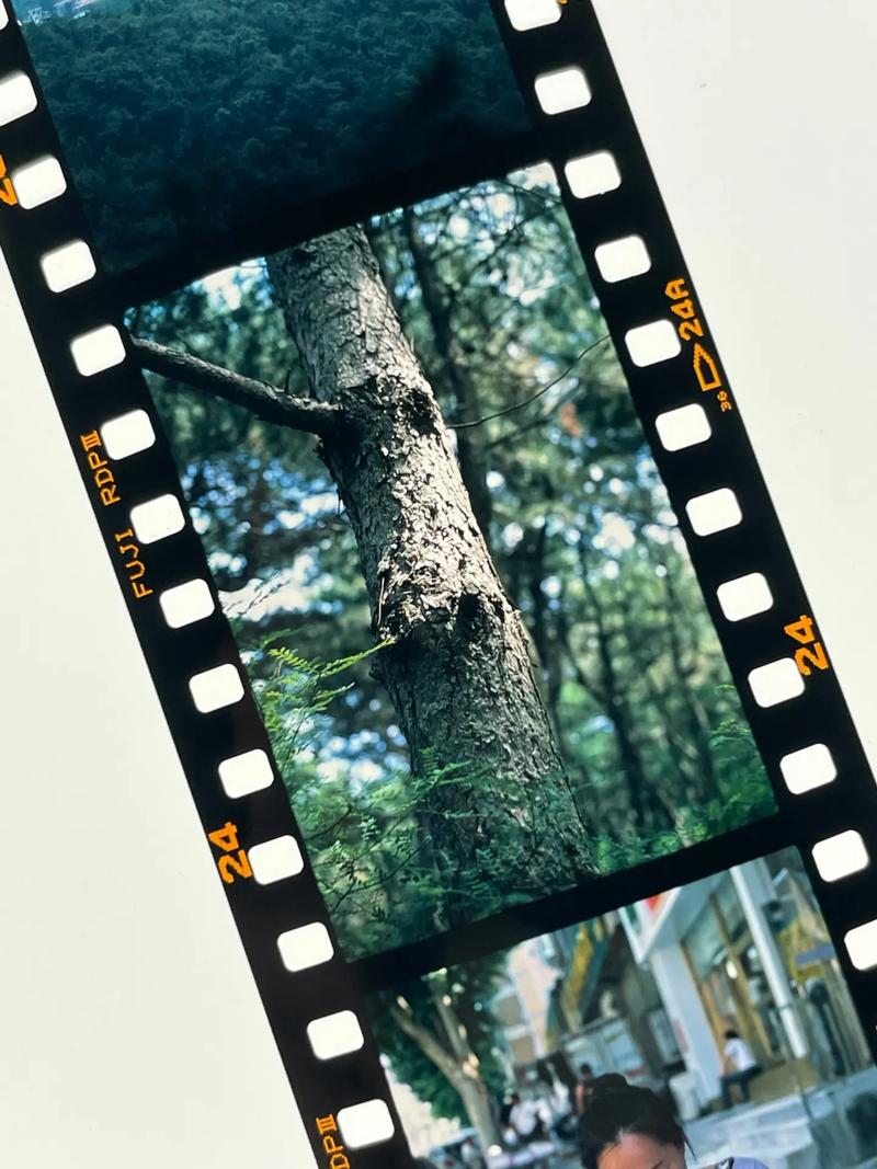 什么叫翻拍照片