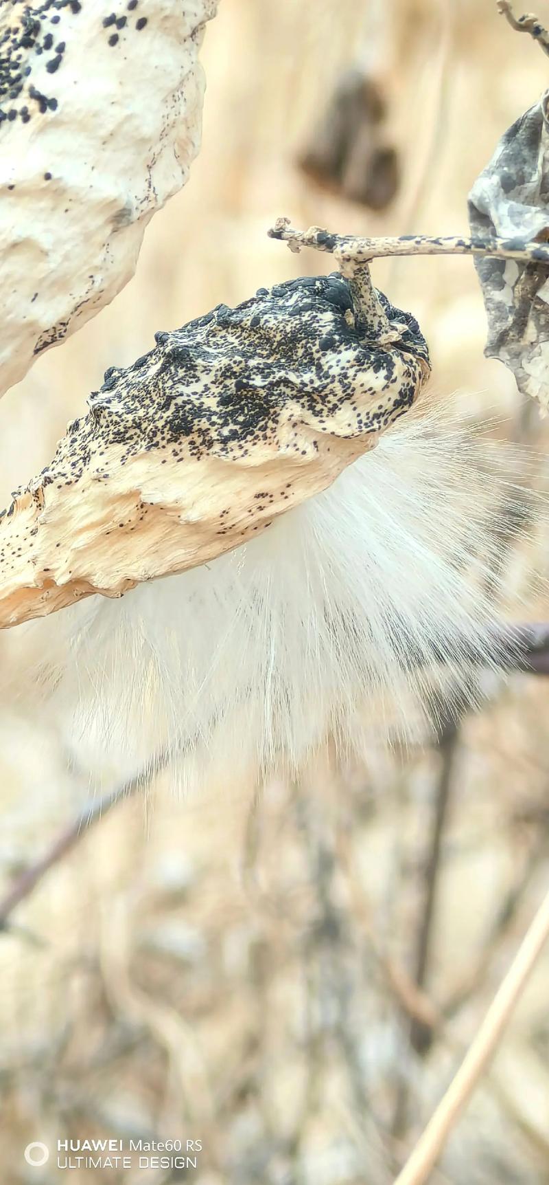 目前公认最好拍照手机