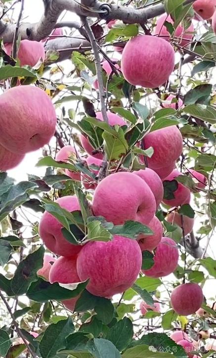 苹果公认拍照最好的手机