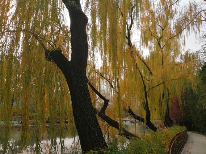 照片放久了发黄,怎么让它焕然一新?