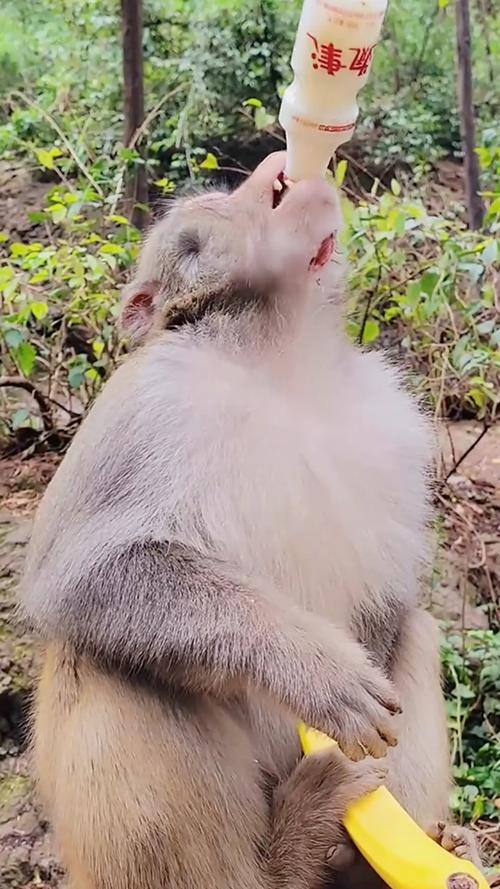 手机抖音猴哥特效怎么使用