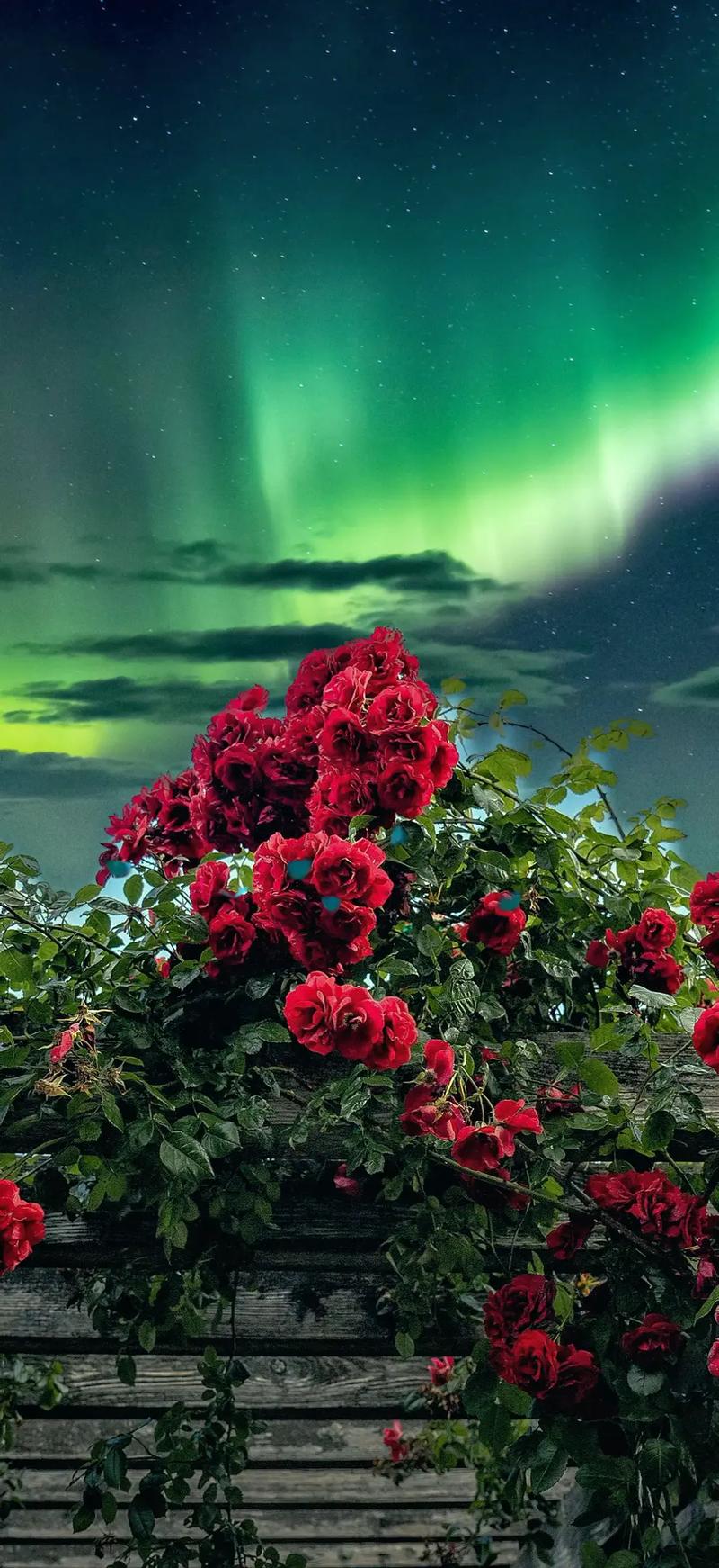 什么手机拍照比较好