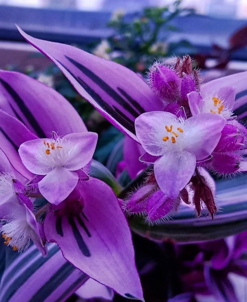 拍照那款手机最好?