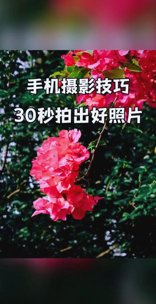 苹果手机拍花技巧