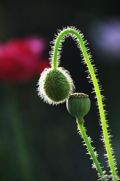 oppo手机拍花朵怎么调