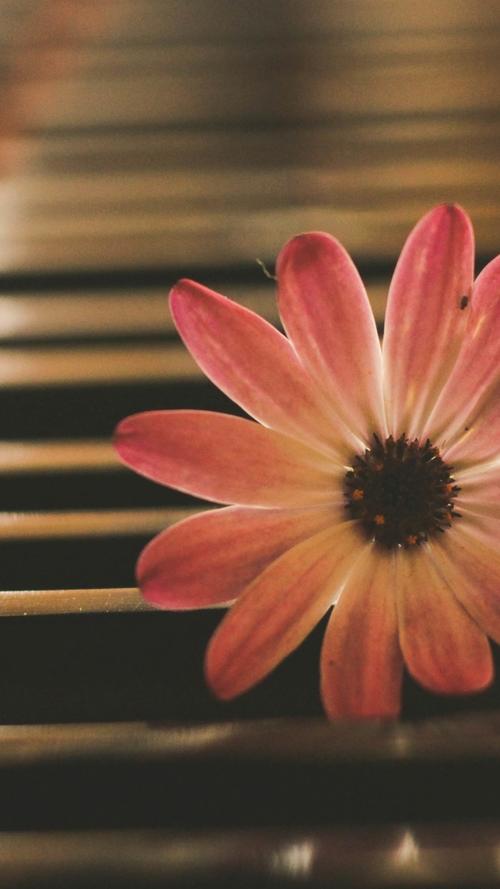 苹果8手机做音乐相册