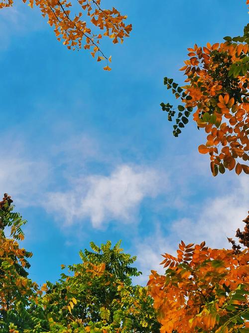 2000以内拍照效果最好的手机