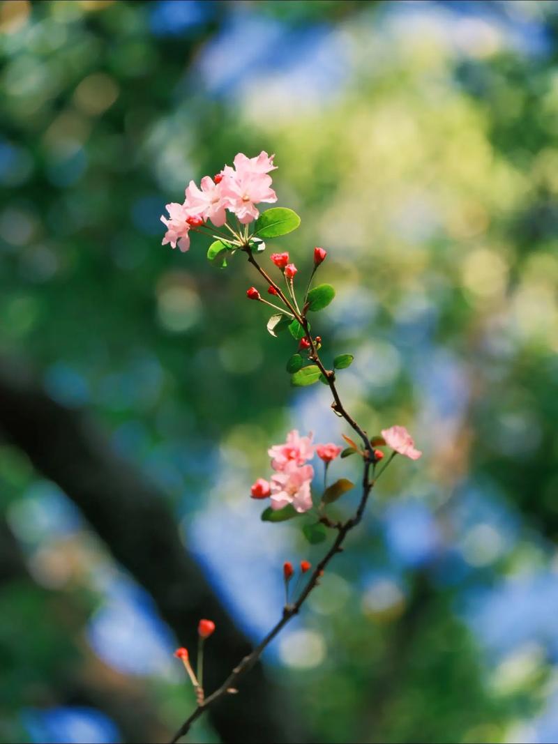 用手机拍摄花朵最简单的方法