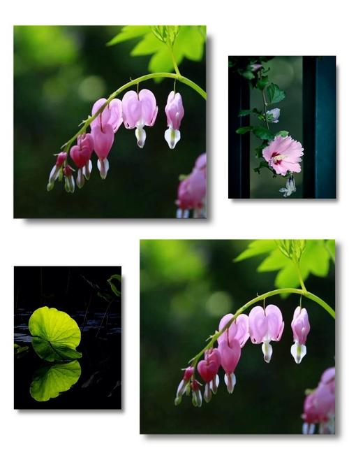 oppo手机拍花朵怎么调