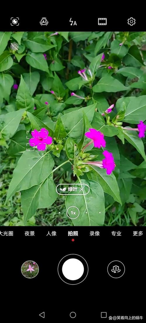 手机拍摄花草技巧视频