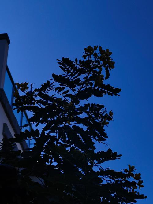 目前什么手机拍照效果最好