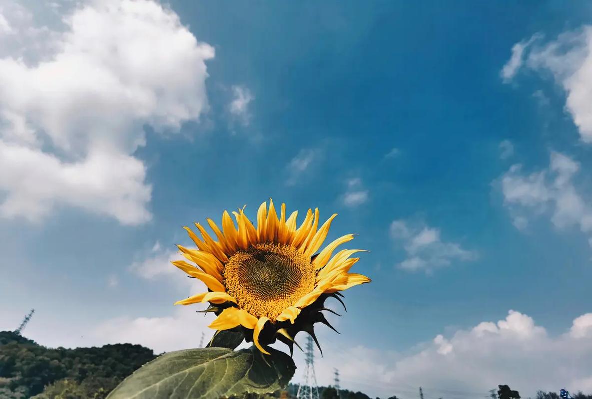 国产拍照手机哪款最好最清晰好看