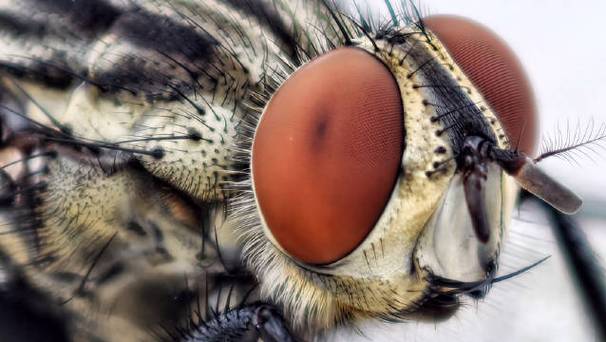 vivo超微距拍摄的方法