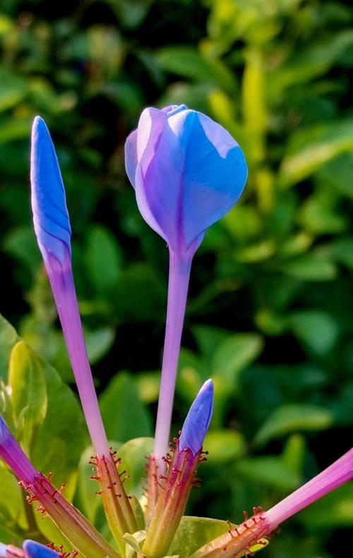 八个微距花卉的拍摄技巧