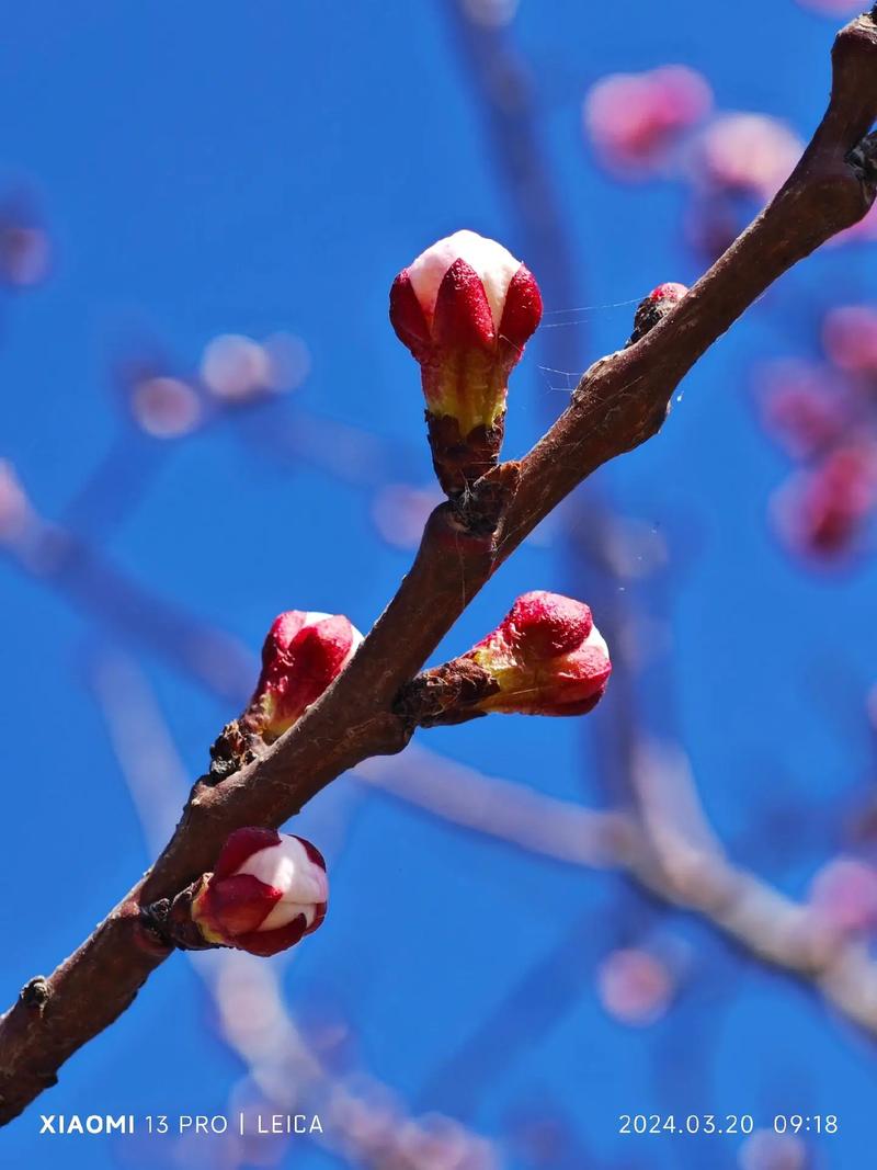 拍照哪个品牌手机效果最好