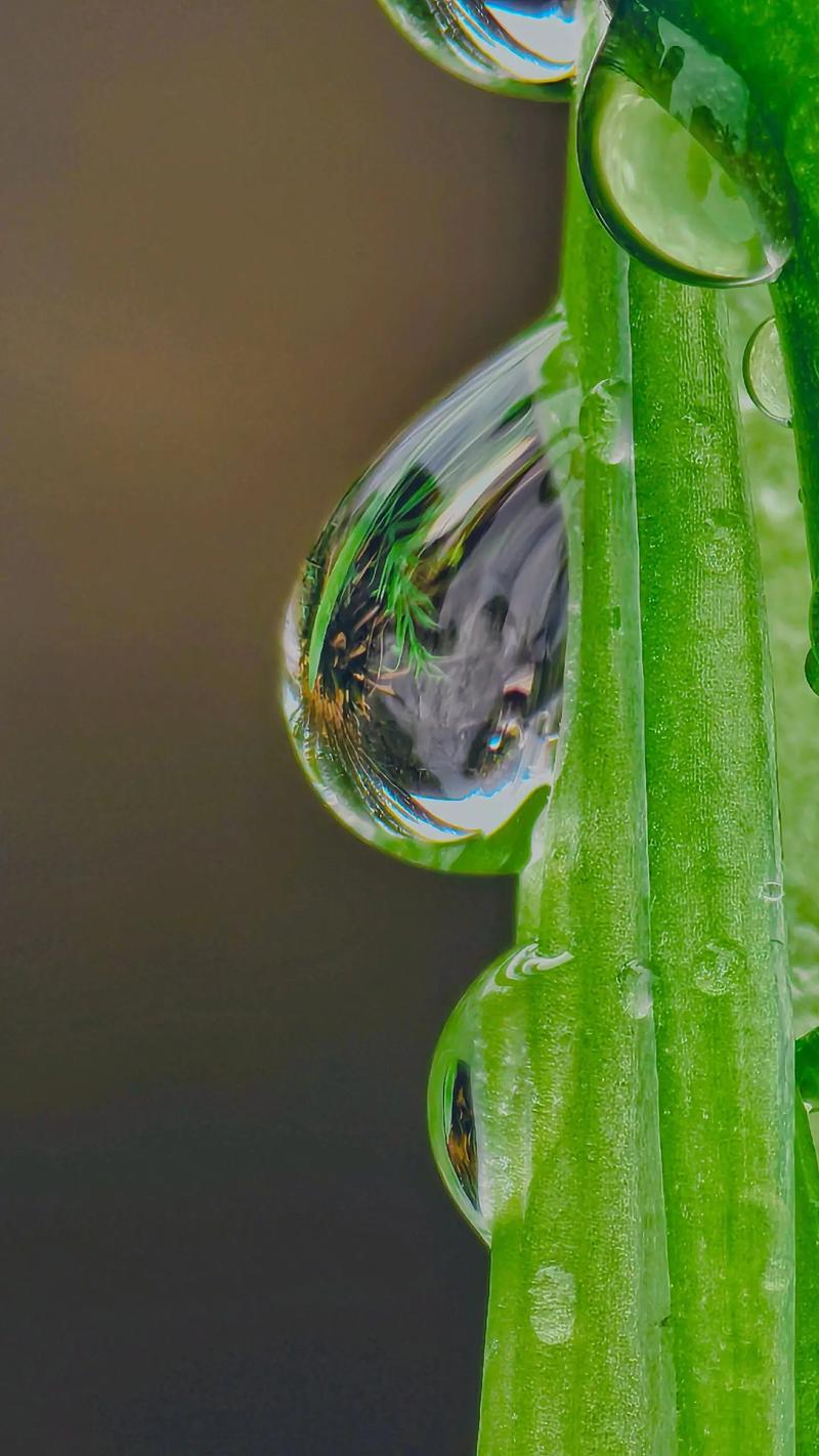 华为手机拍微距技巧