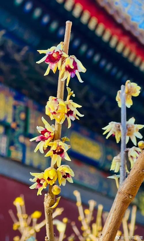 想做花卉植物视频,怎样拍观众才喜欢看呢?