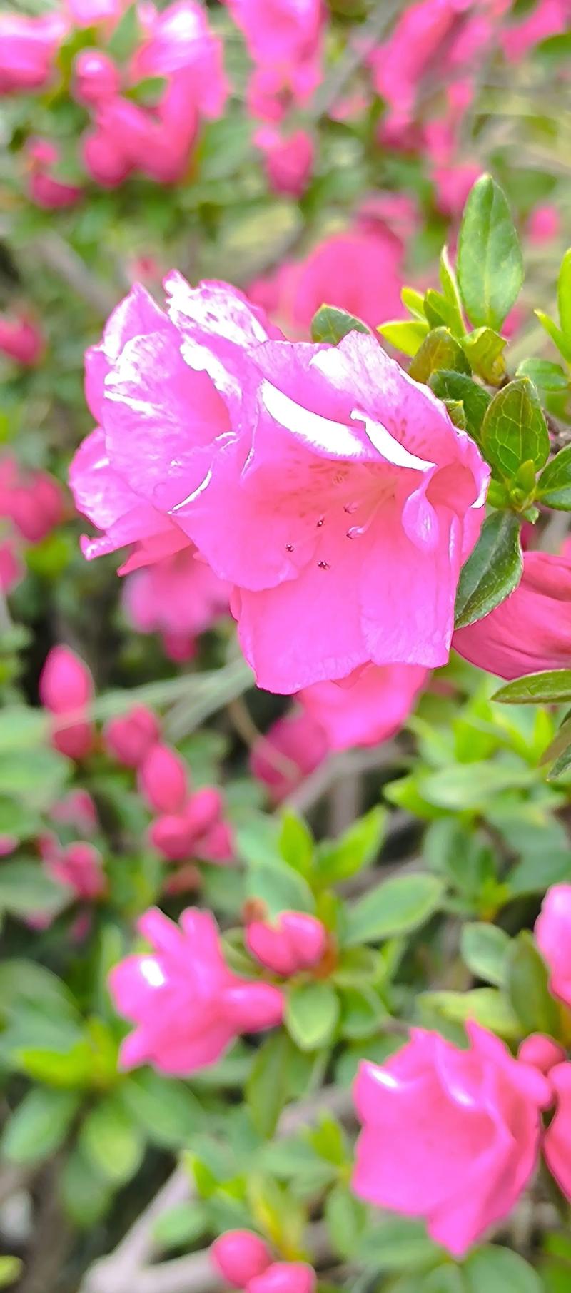 拍花视频怎么样拍的好看