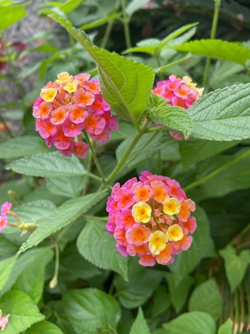 路边的花花草草,如何拍出高级感