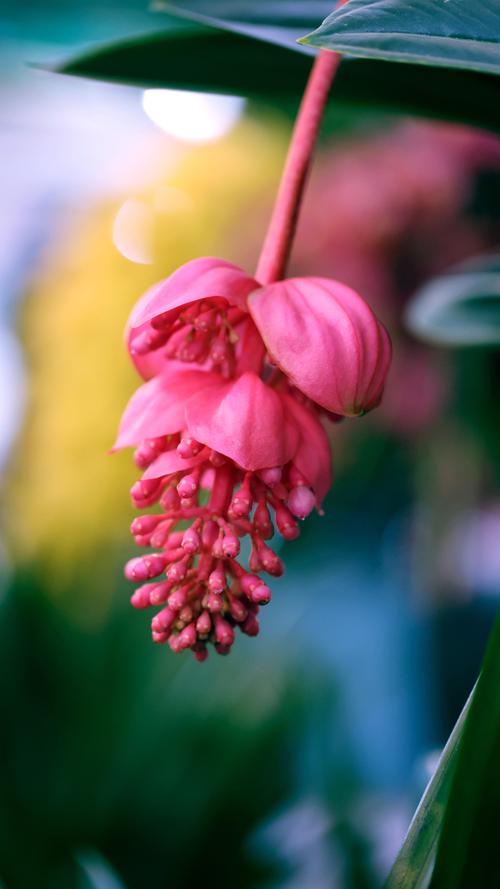 手机拍摄花卉技巧