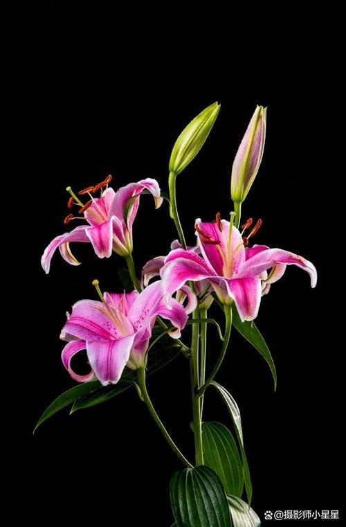 怎么用手机拍黑色背景的花卉照片?